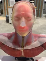 anatomical-injection