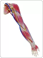 SynDaverLimbs